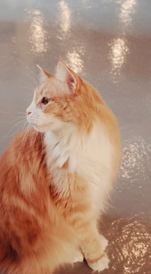 white and orange long fur cat thumbnail