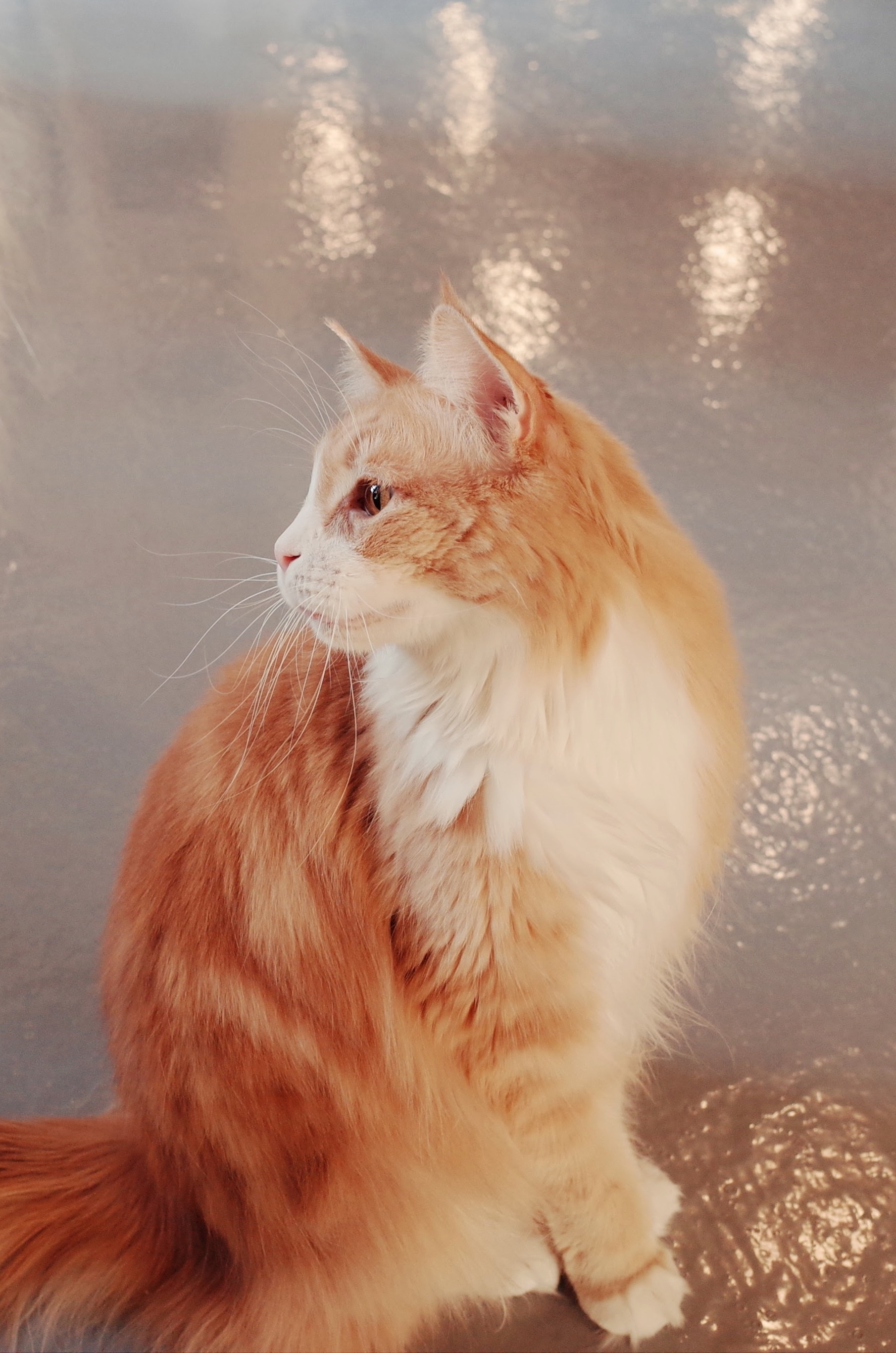 white and orange long fur cat