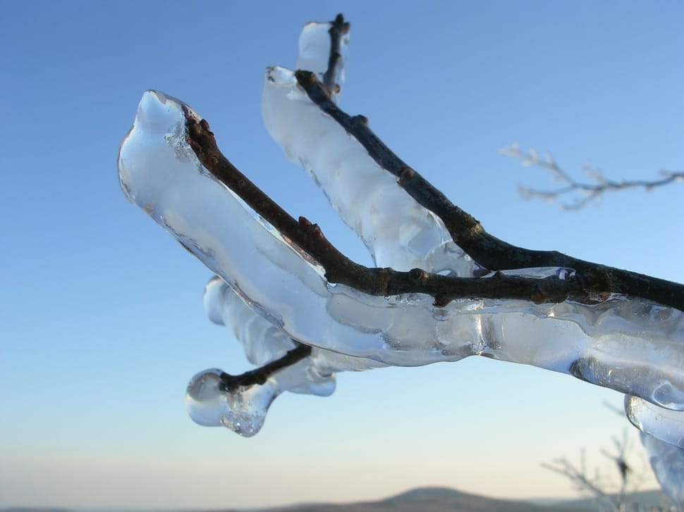 icicles on tree branch preview