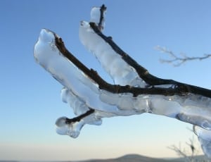 icicles on tree branch thumbnail