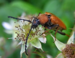 brown and black beetle thumbnail