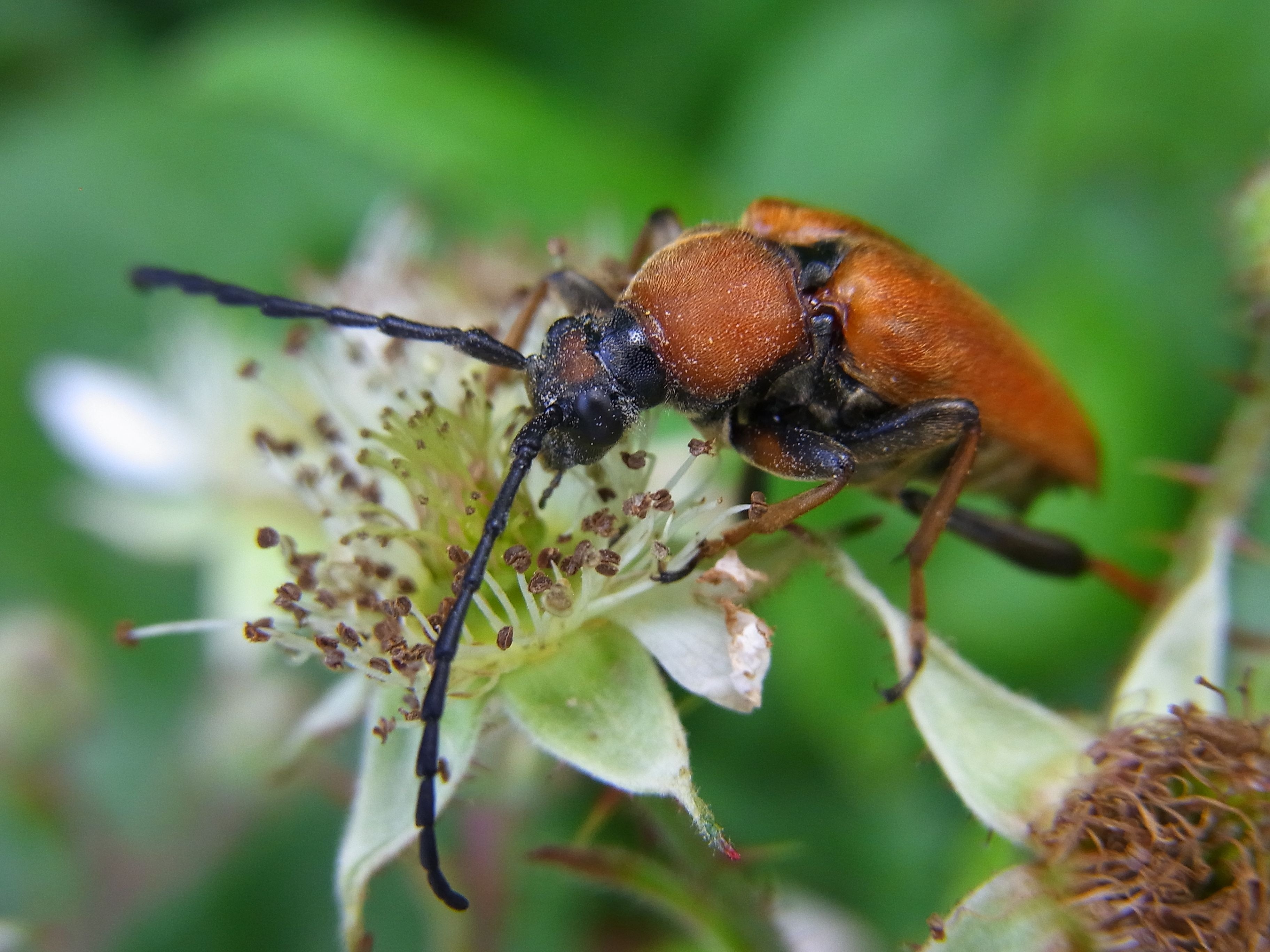 brown and black beetle