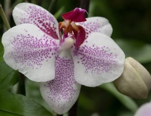 white and purple moth orchid thumbnail