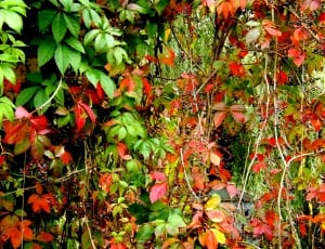 red and green leaves plant photo thumbnail