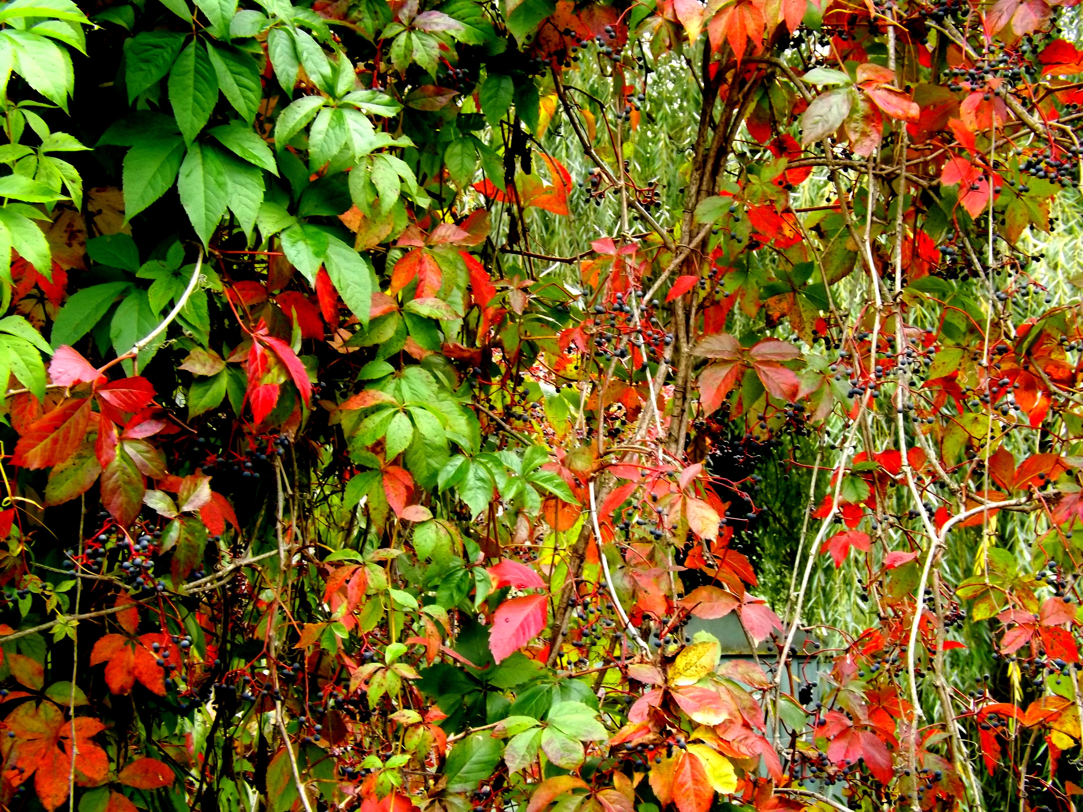 red and green leaves plant photo