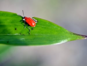 red cardinal beetle thumbnail