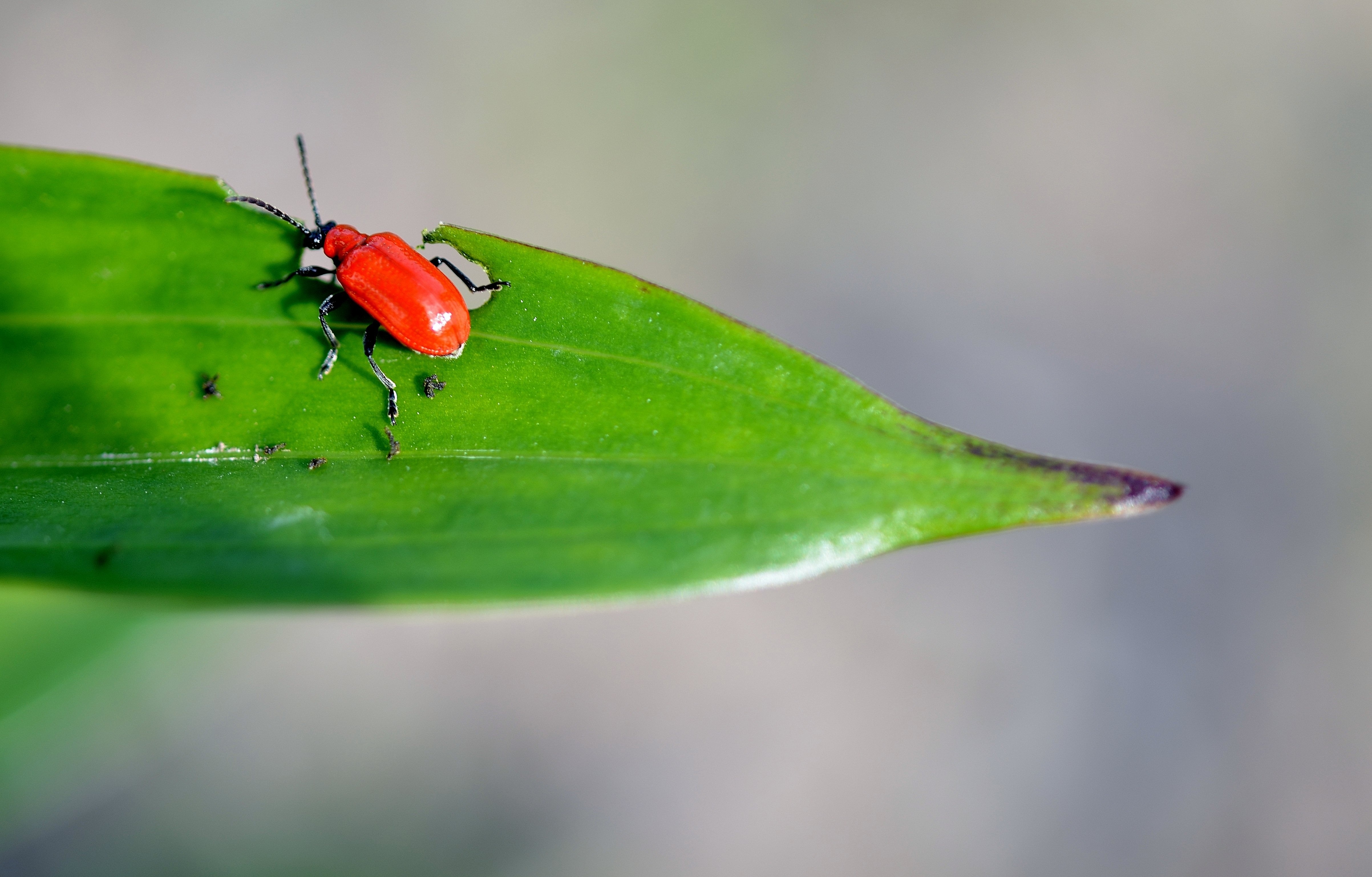 red cardinal beetle