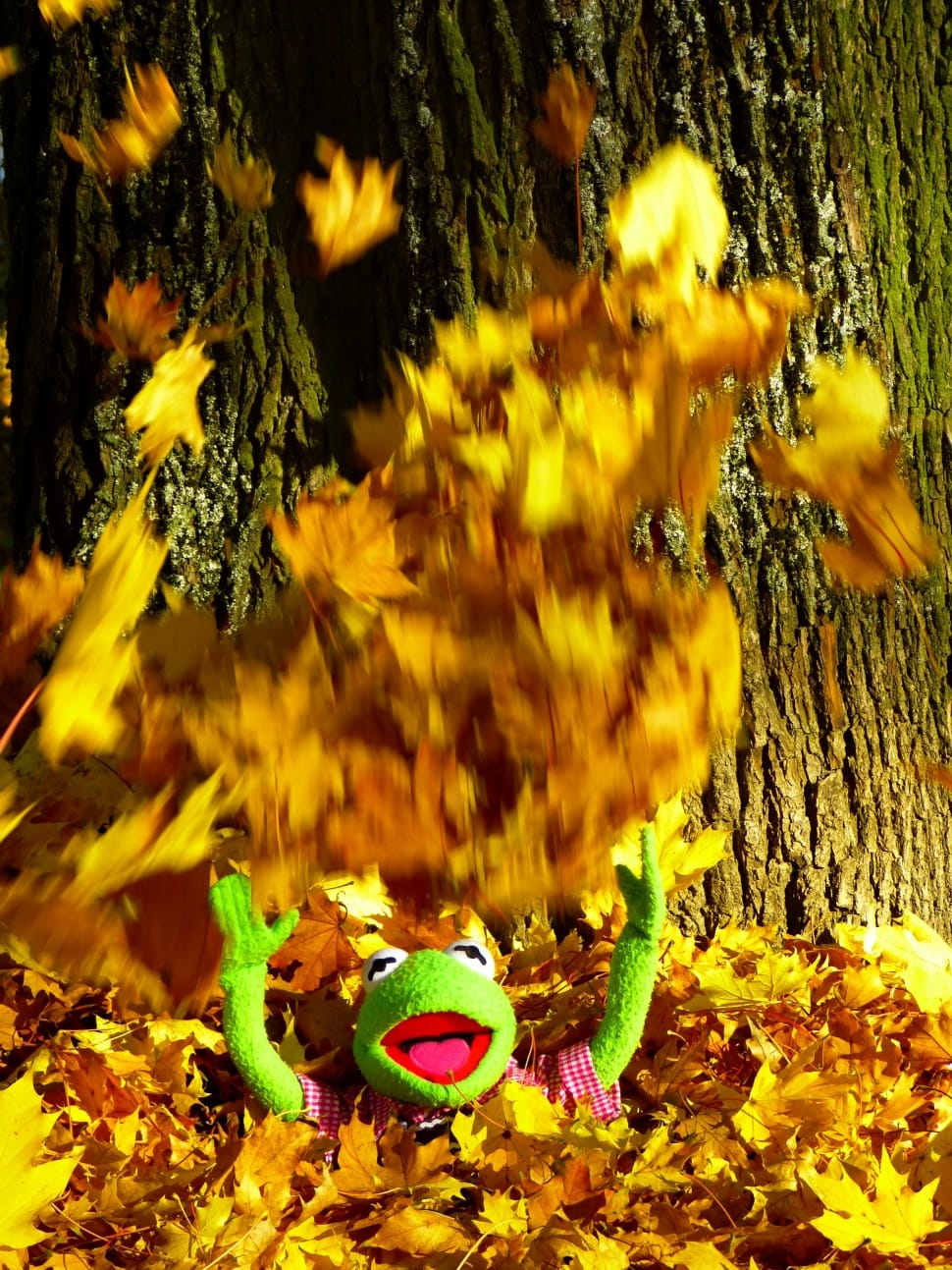 kermit the frog on brown leaves preview