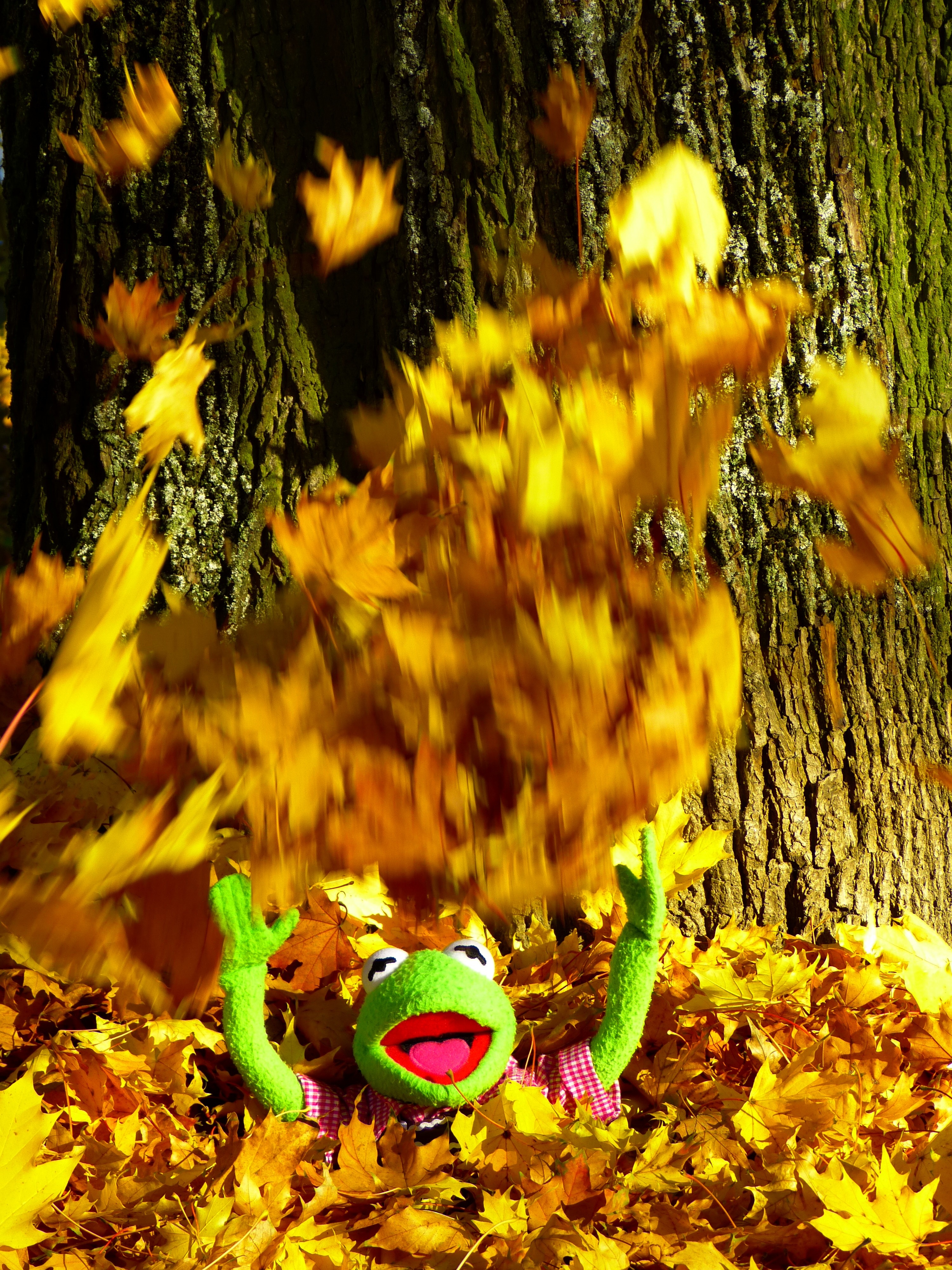 kermit the frog on brown leaves