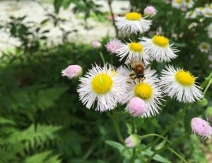 white and pink petaled flower lot thumbnail