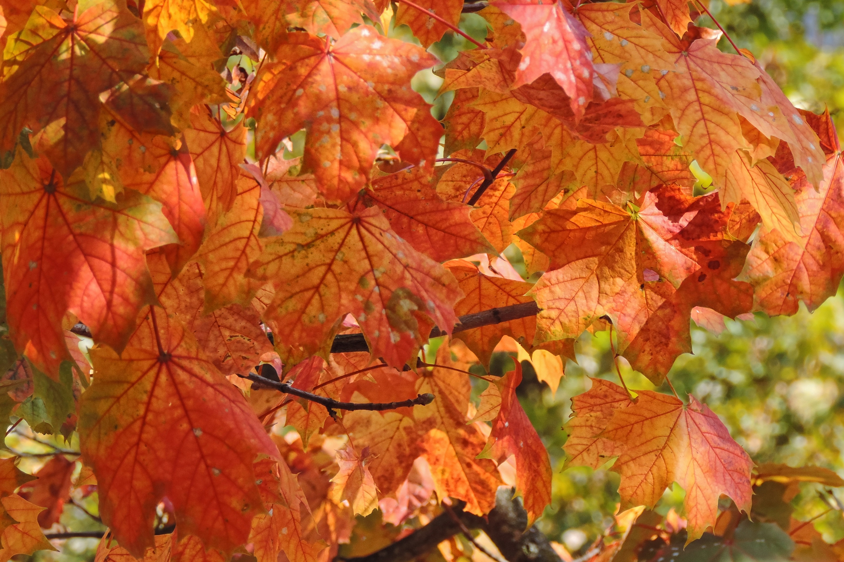 Цвет листа клена осенью. Клен и Браун. Осенние листья. Осенняя листва. Листья осенью.