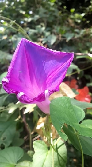pink and white angel's trumpet flower thumbnail