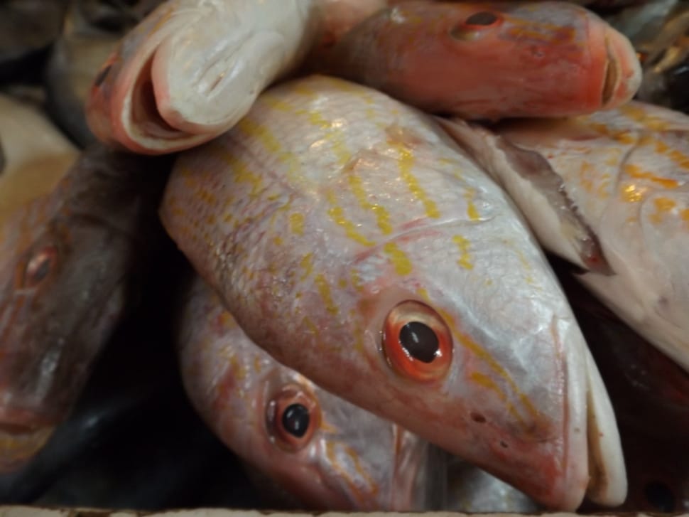grouper fish preview