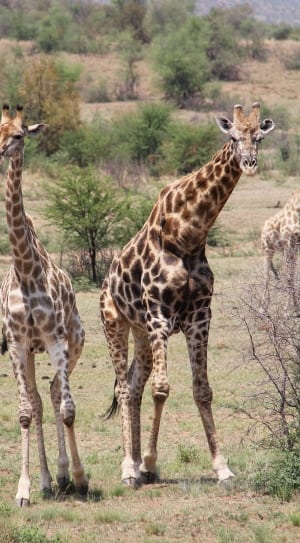2 adult giraffe thumbnail
