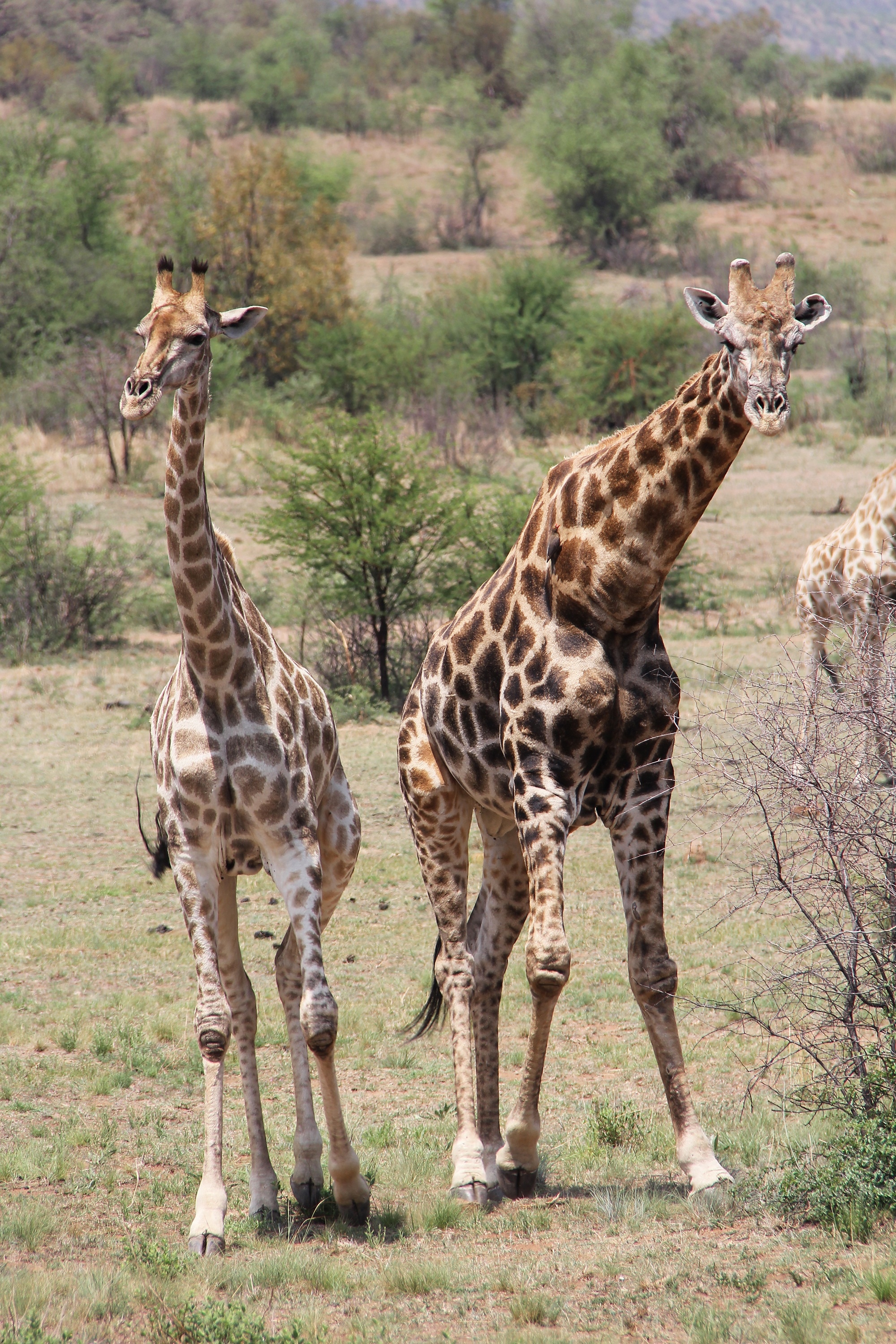 2 adult giraffe