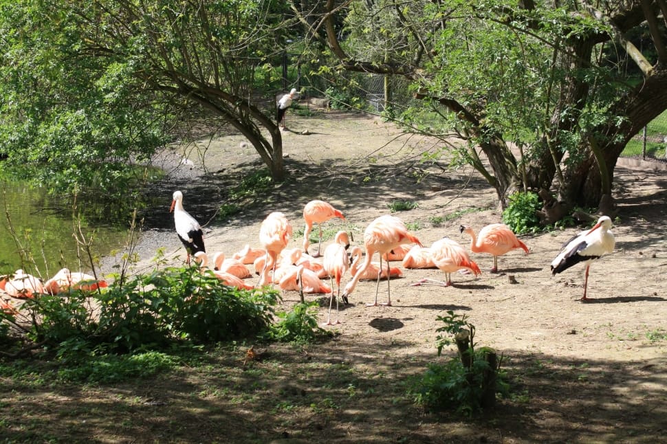 flock of flamingo preview