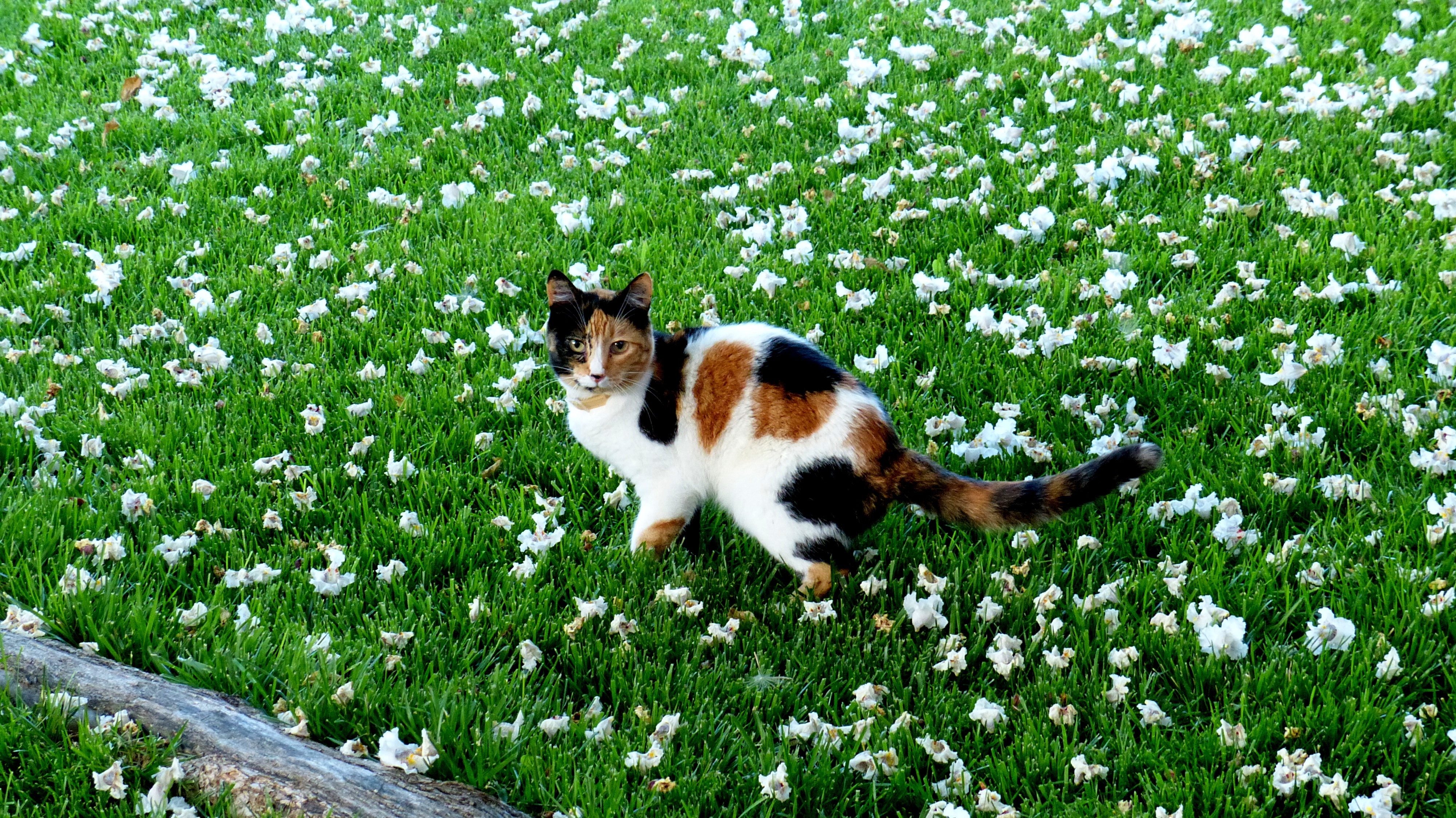 Ромашковая кошка. Котенок на лугу. Трава для кошек. Кот в траве. Кошачья трава в природе.