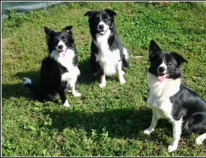 three black-and-white Border Collies sitting in the grass ground field during daytime thumbnail