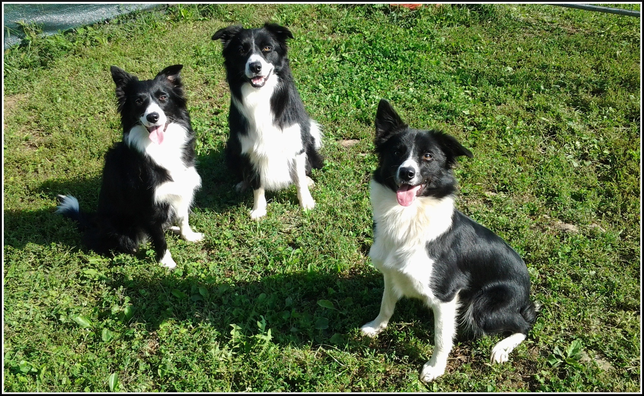 three black-and-white Border Collies sitting in the grass ground field during daytime