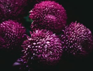 closeup photo of purple flowers thumbnail