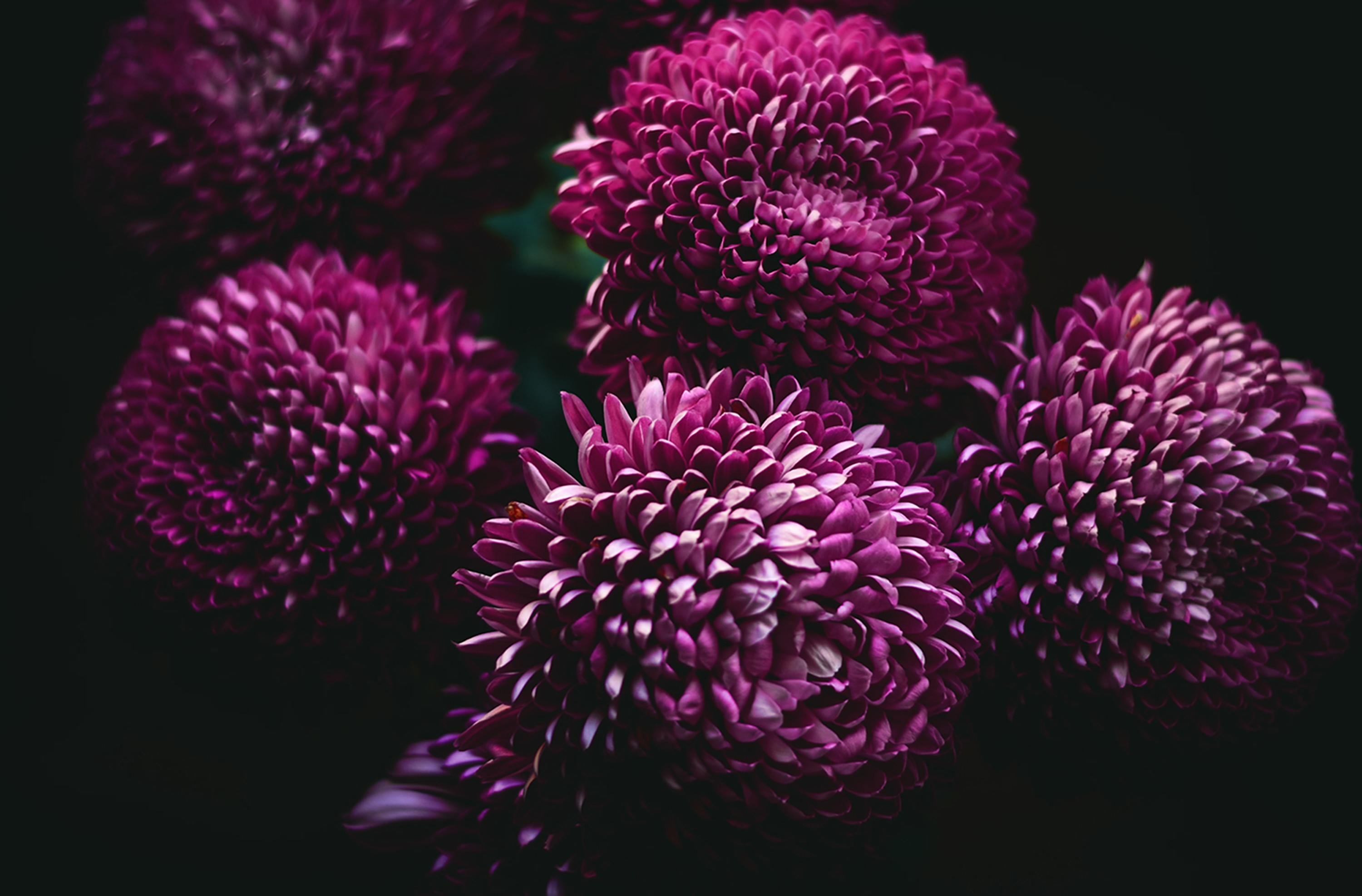 closeup photo of purple flowers