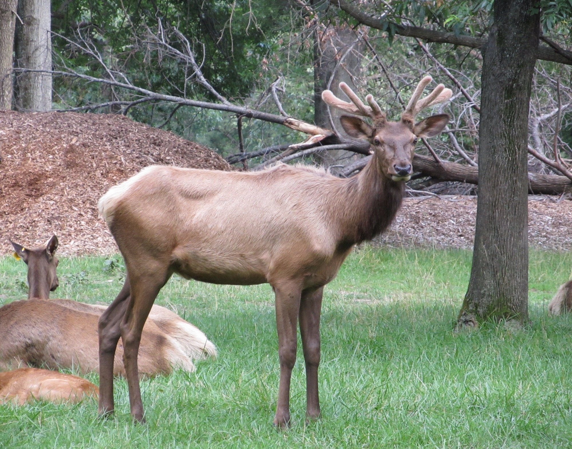 brown and black stag