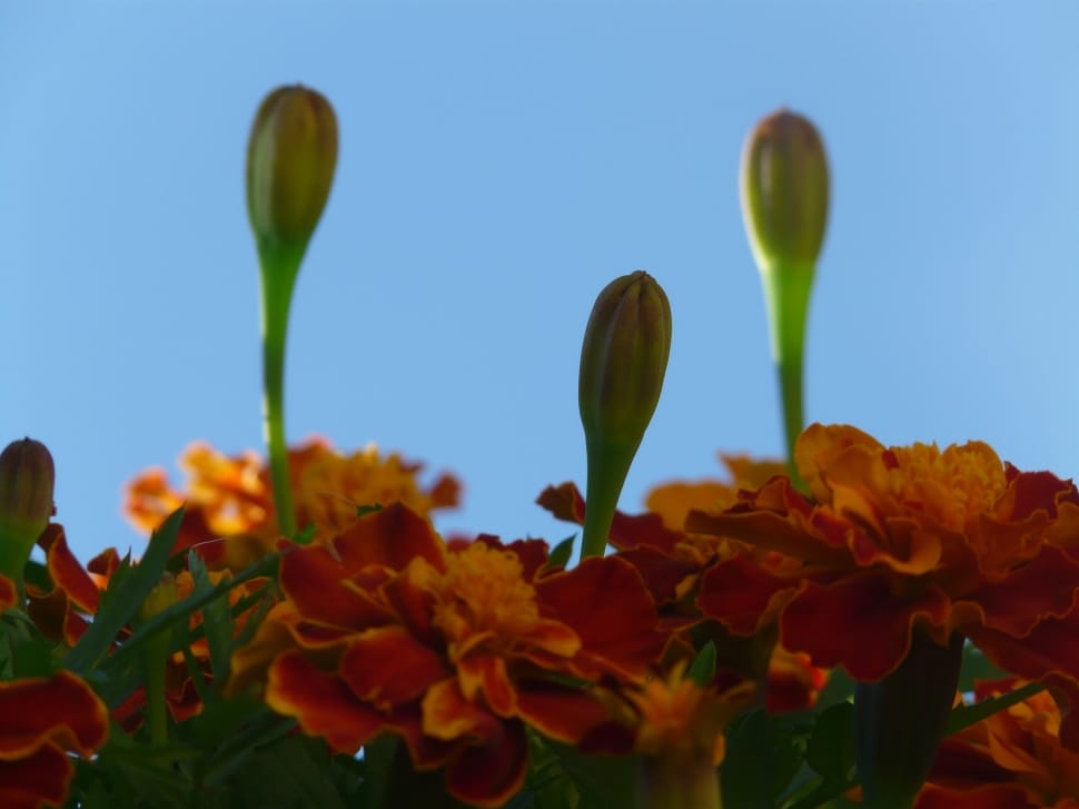 orange and green flowers preview
