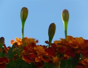 orange and green flowers thumbnail