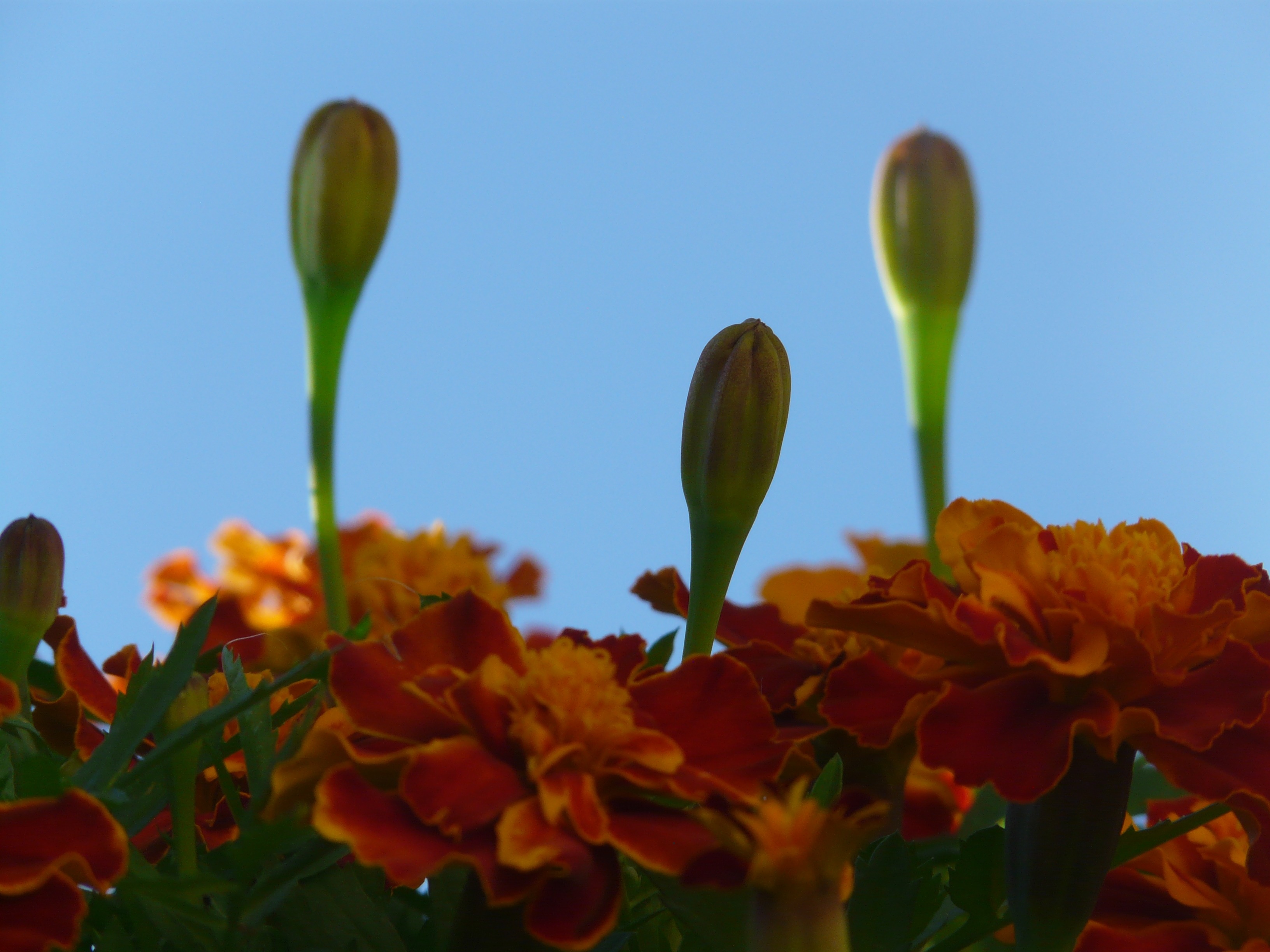 orange and green flowers