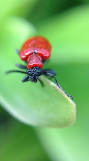 red black beetle thumbnail