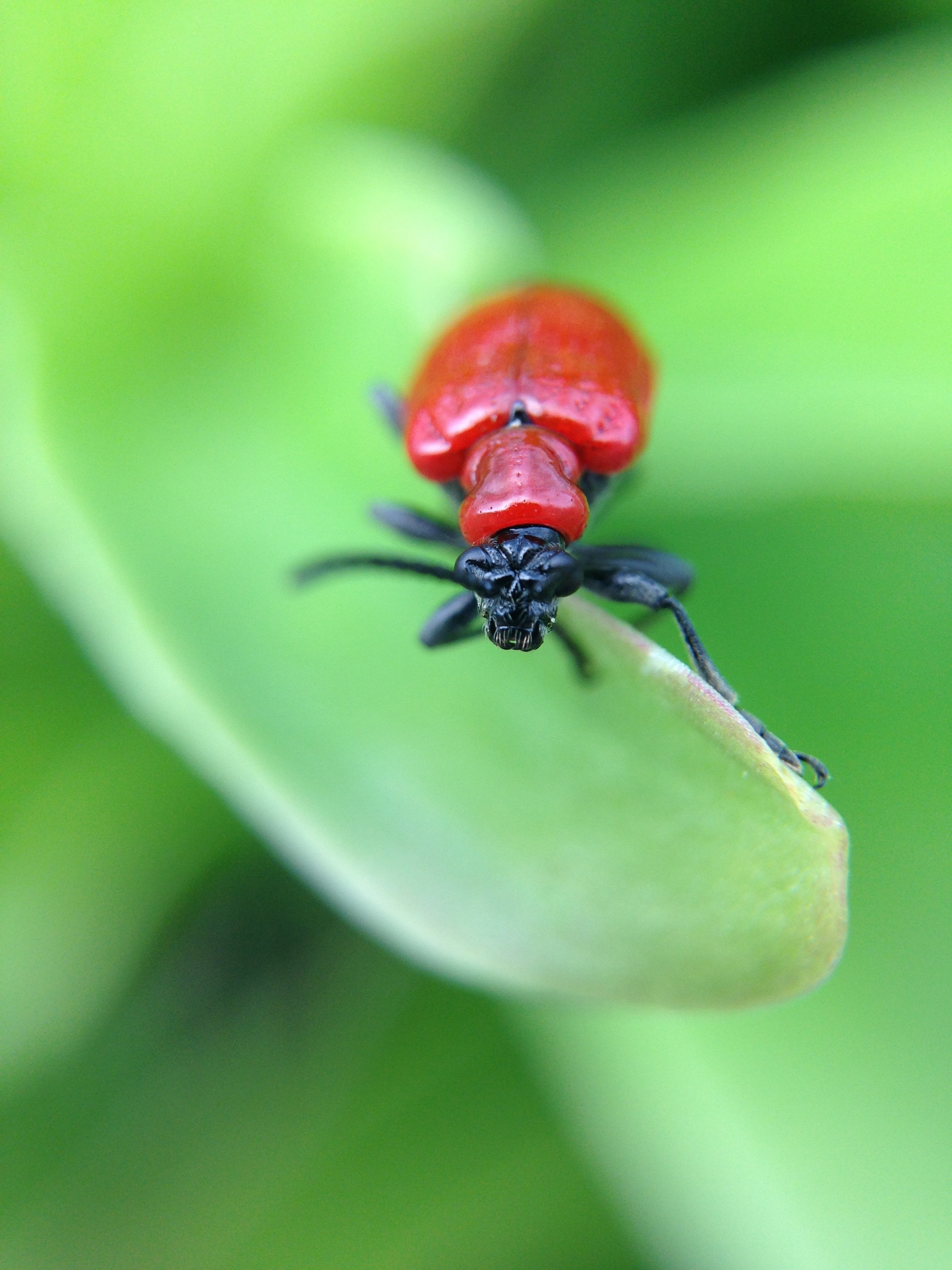 red black beetle