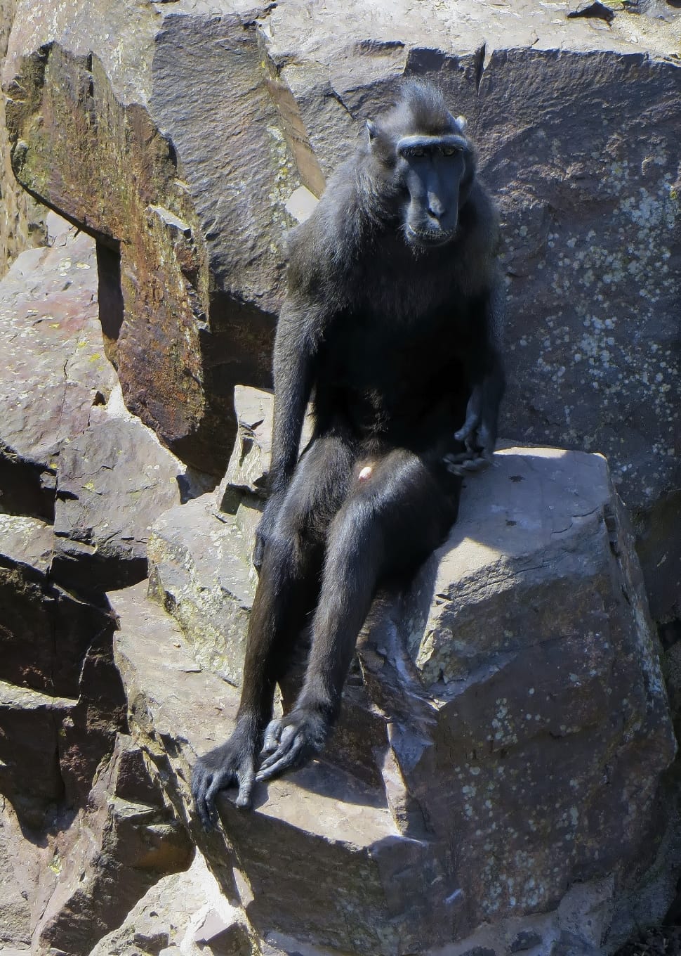 black baboon preview