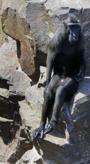 black baboon thumbnail
