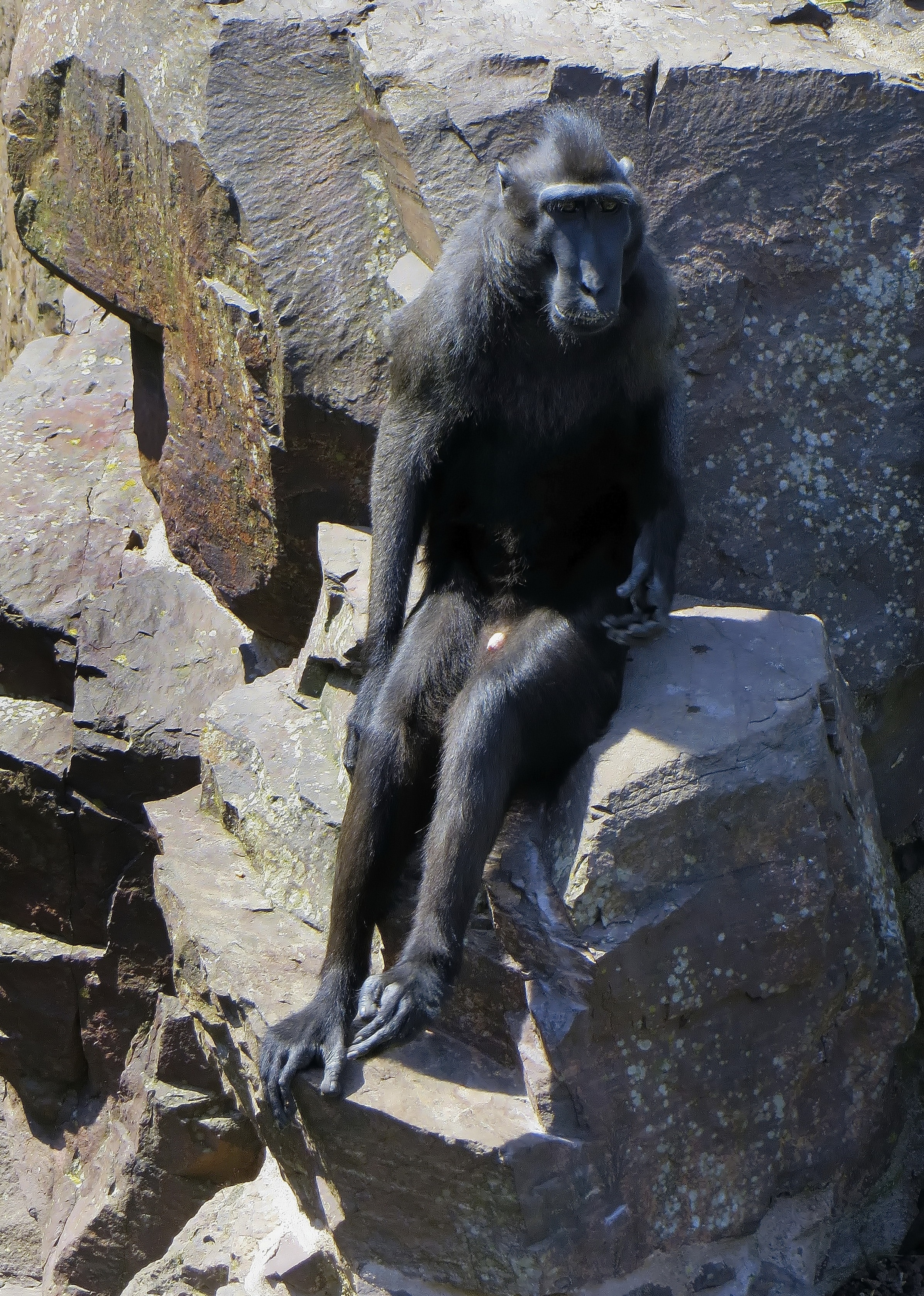 black baboon