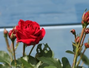 red rose and buds thumbnail