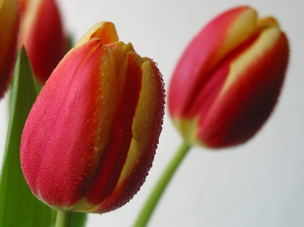 pink-and-yellow tulips preview