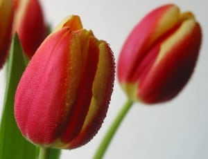 pink-and-yellow tulips thumbnail