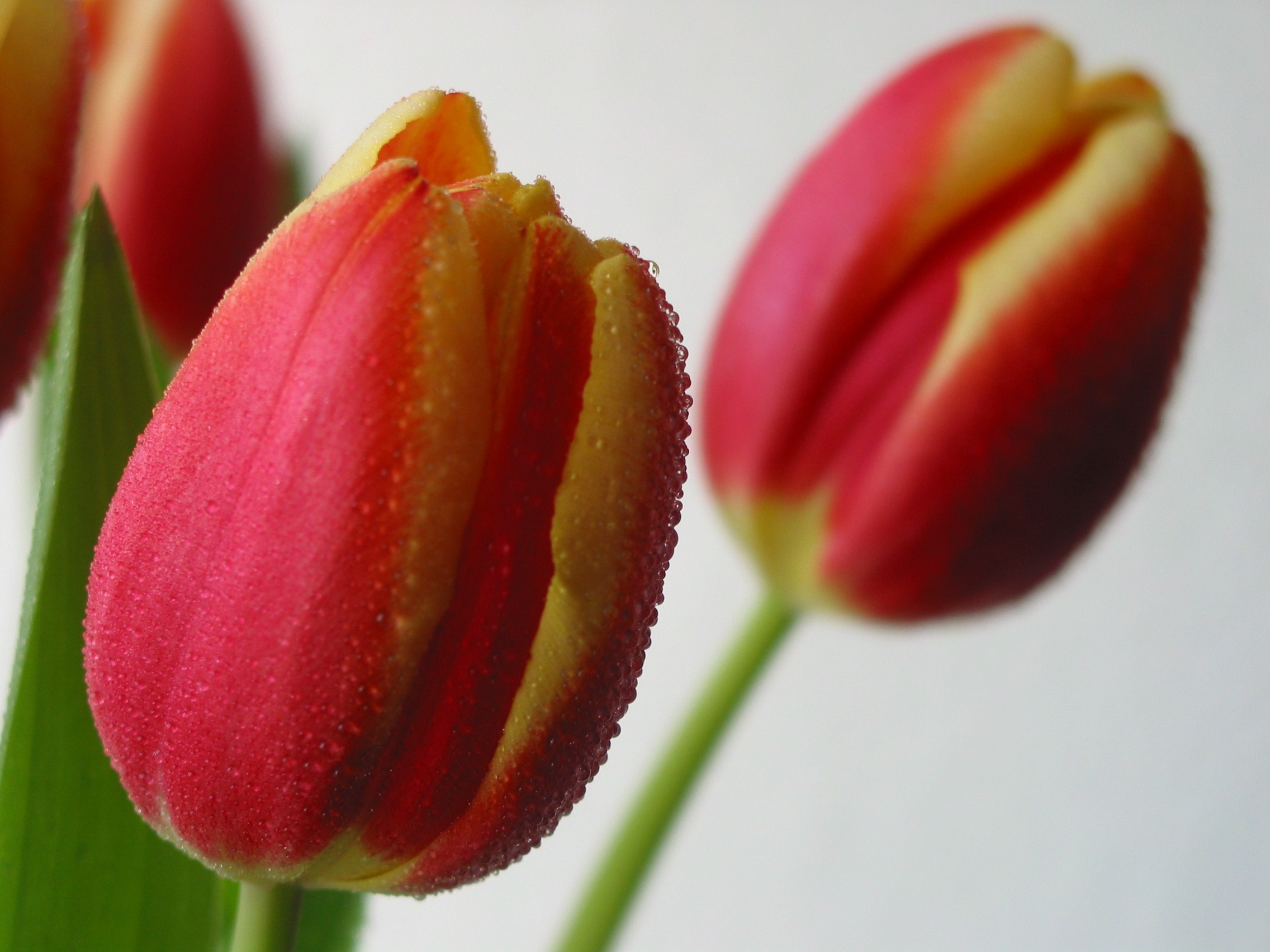 pink-and-yellow tulips