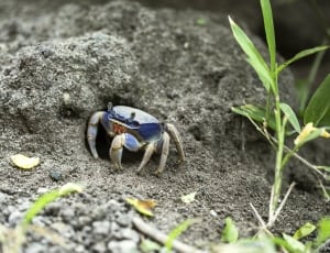 blue and gray crab thumbnail