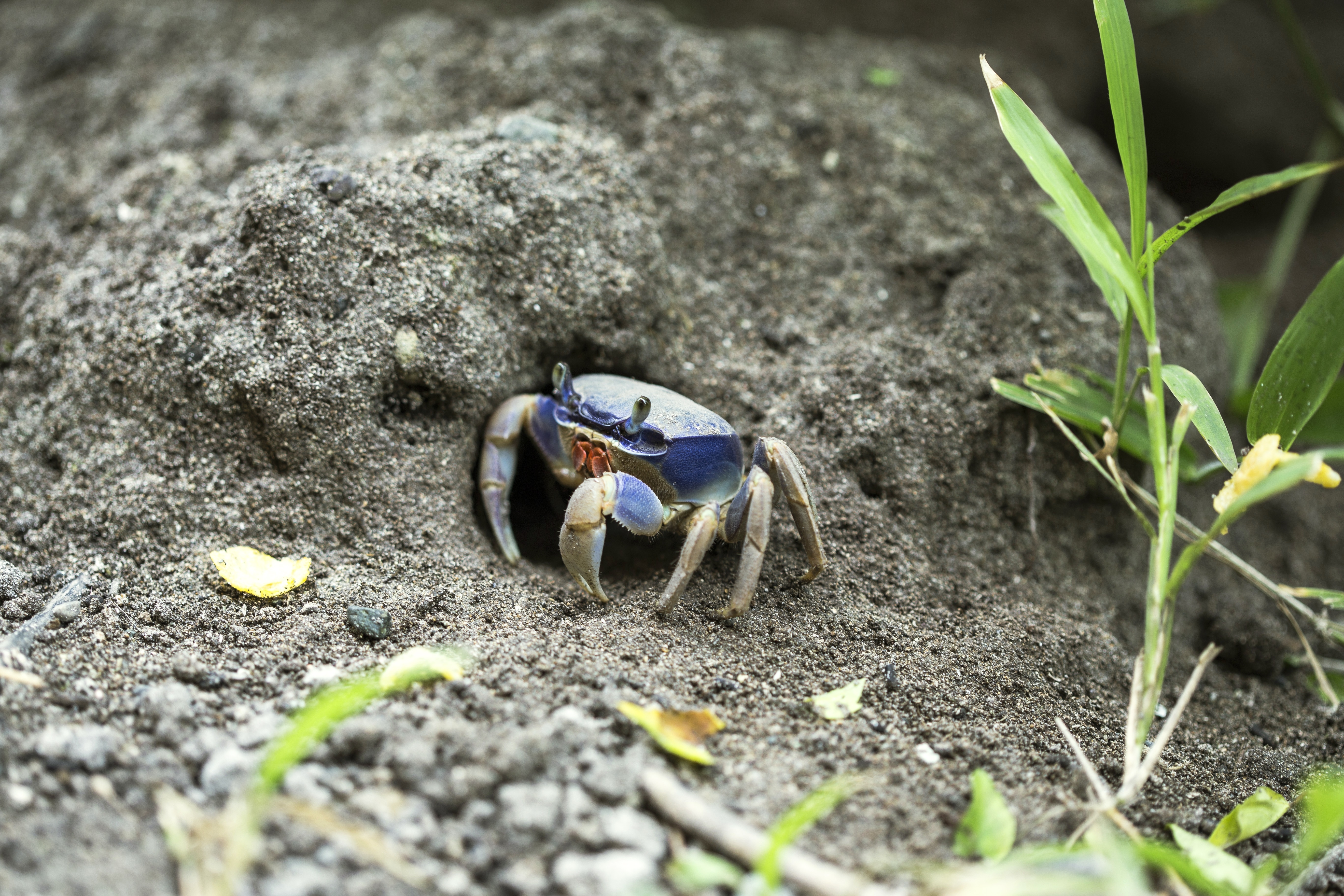 blue and gray crab