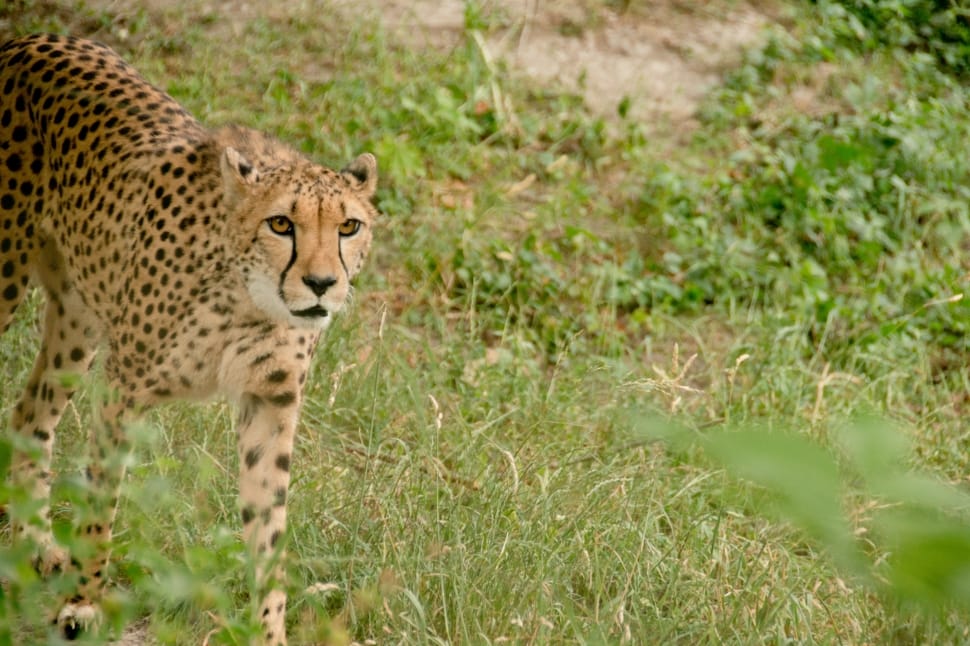 Cheetah, Predator, Cat, Big Cat, animals in the wild, one animal preview
