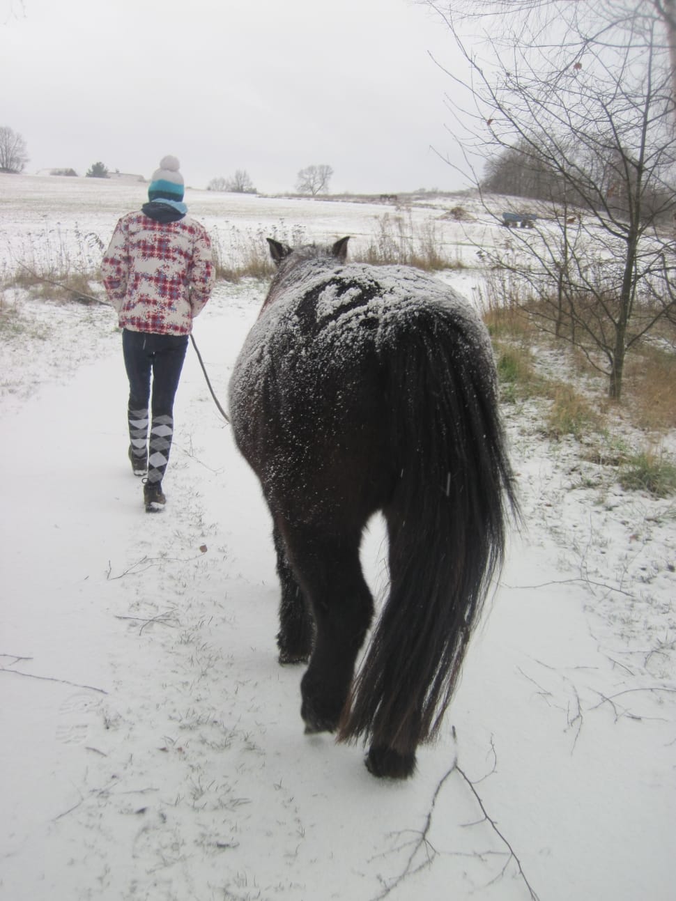 black snow horse preview