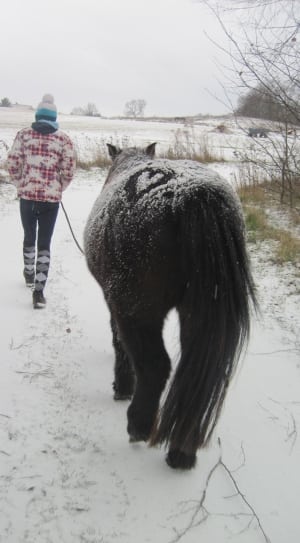 black snow horse thumbnail