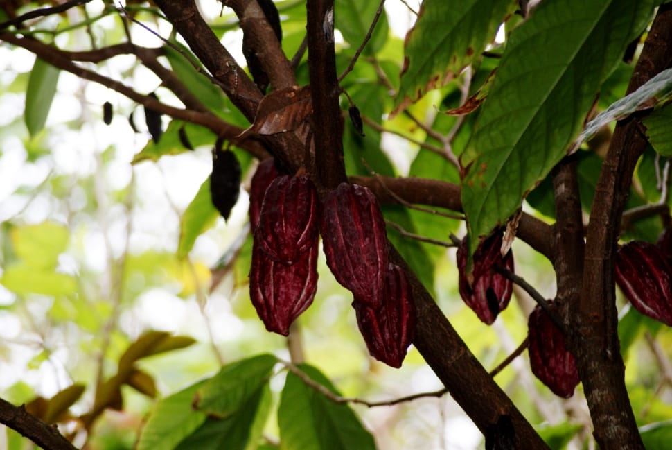 cacao fruit during daytime preview