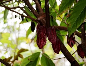 cacao fruit during daytime thumbnail