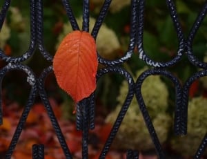 red orange ovate leaf thumbnail