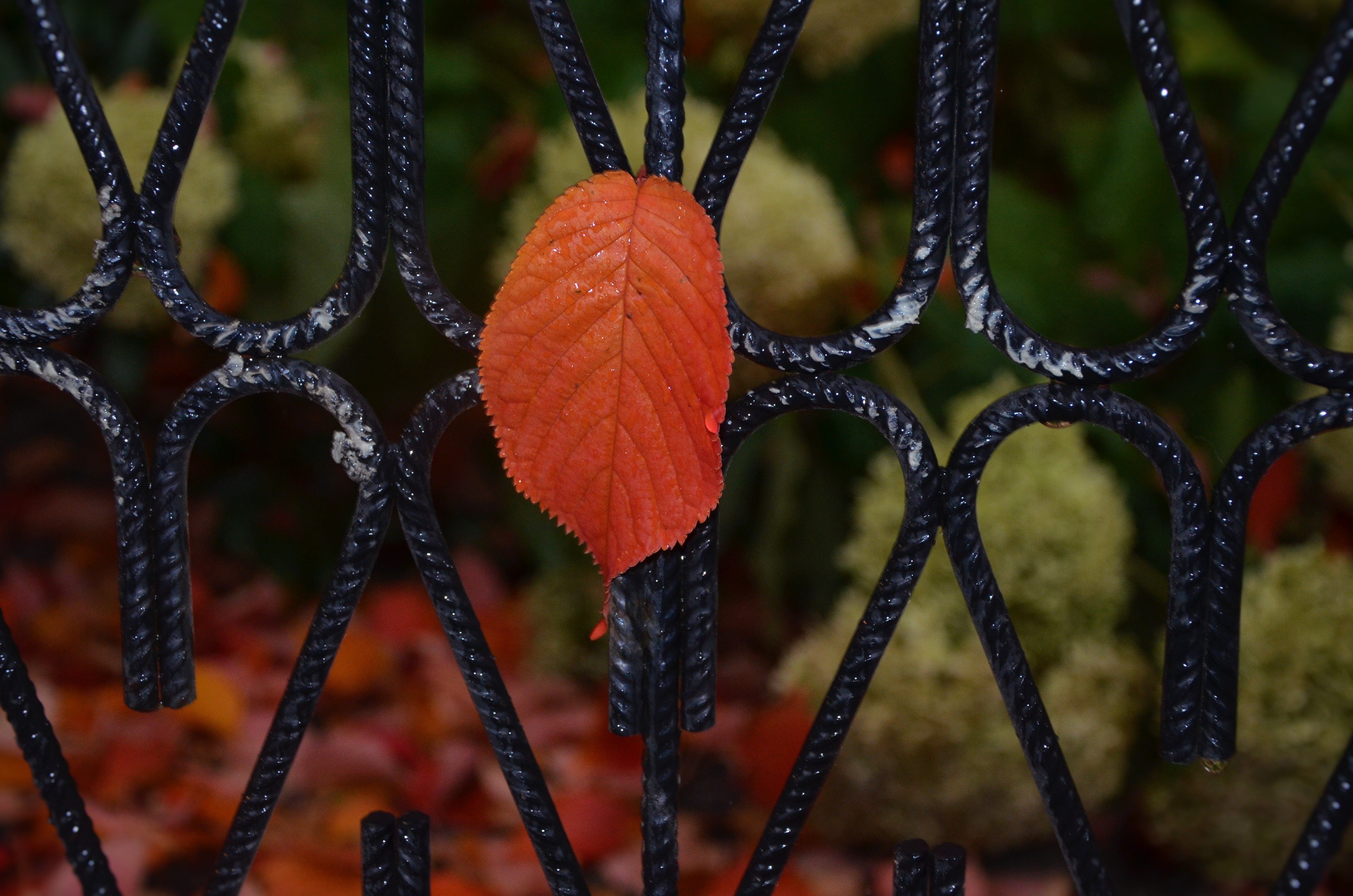 red orange ovate leaf