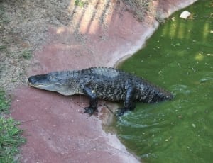 black and brown crocodile thumbnail