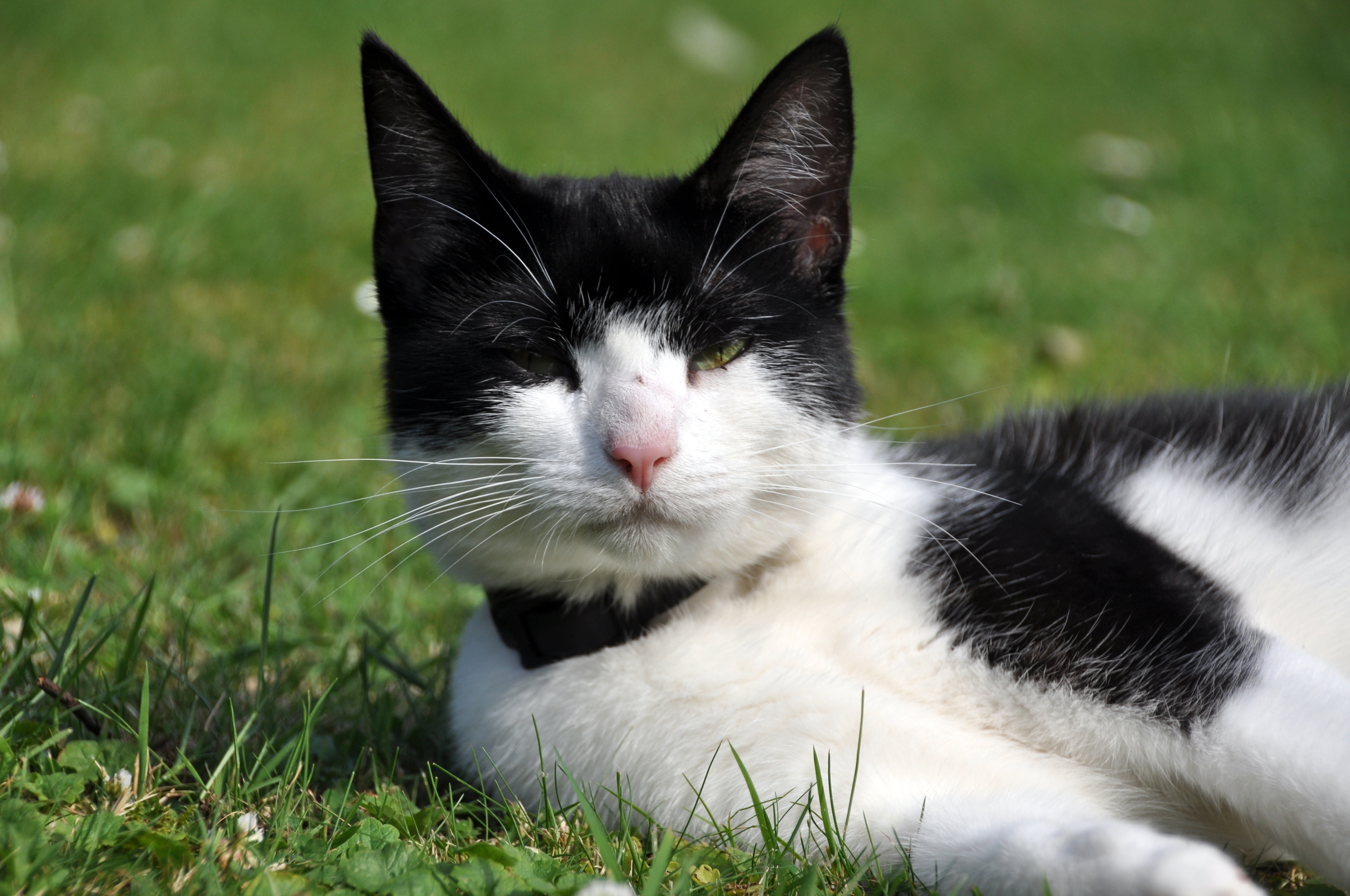 white and black short fur cat