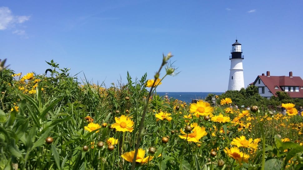 white lighthouse and yellow sunflowers preview